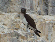 Blue-footed Booby 4199