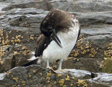 Blue-footed Booby 4234