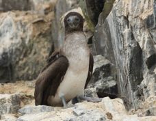 Blue-footed Booby 4269