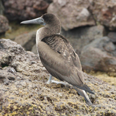 Blue-footed Booby 4342