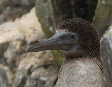 Blue-footed Booby immature 4270