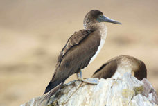 Blue-footed Booby juvenile 4313