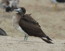 Blue-footed Booby 3857