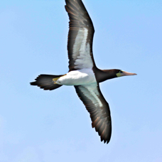 Brown Booby 5623