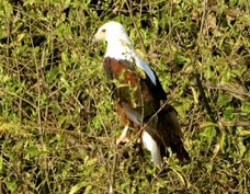Fish-Eagle African 8245