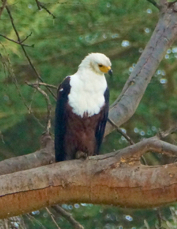 Fish-Eagle African 8809