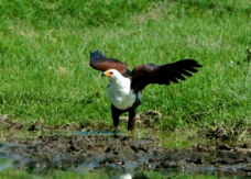Fish-Eagle African 1165