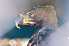 African Crowned Eagle 0765
