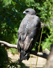 Black Chested Buzzard-Eagle juvenile 7004