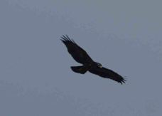 Black Chested Buzzard Eagle 4584