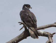 Hawk-Eagle African 4535