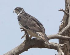 Hawk-Eagle African 4547