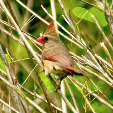 Northern Cardinal Female1360