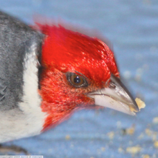 Red-crested Cardinal 5372
