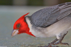 Red-crested Cardinal 5406