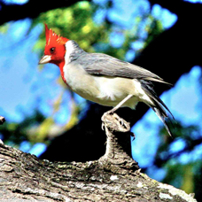 Red-crested Cardinal 2594