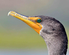 Double-crested Cormorant s 4473