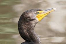 Double-cerested Cormorant 1393
