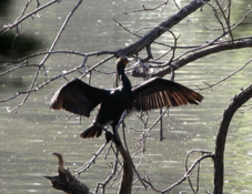 Double Crested Cormorant 4010 ++