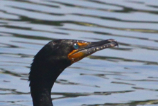 Double-crested Cormorant 0768