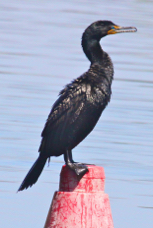 Double-crested Cormorant 0779