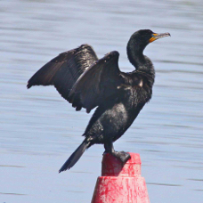 Double-crested Cormorant 0784