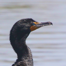 Double-crested Cormorant 0794