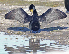 Double-crested Cormorant 3708