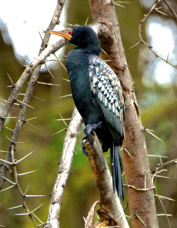 Cormorant Long-tailed 8828