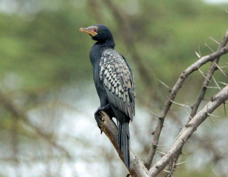 Cormorant Long-tailed 8830