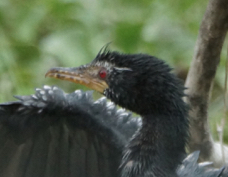 Cormorant Long-tailed 8100