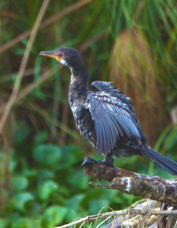 Cormorant Long-tailed 8523