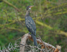 Cormorant Long-tailed 8708
