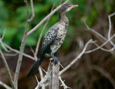 Cormorant Long-tailed 8723