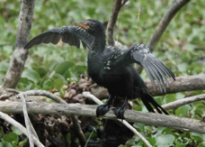 Cormorant Long-tailed 8099