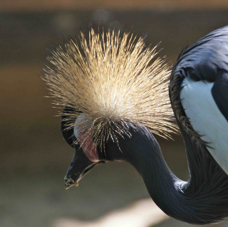 West African Black-crowned Crane 0623
