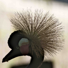 West African Black-crowned Crane 0629