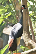 West African Black-crowned Crane 0613