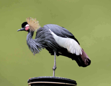 West African Black-Crowned Crane 7790 BK