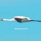 Whooping Crane flying-250.jpg