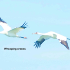 Whooping Cranes flying-243.jpg