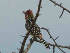 Barbet Red and Yellow 7857