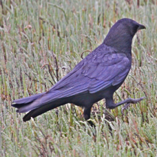 Crow 4885