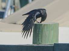Fish Crow-00925
