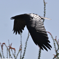 Chihuahuan Raven 7092