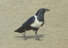 Crow Pied 0935