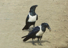 Crows Pied 0939