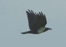 Crow Pied 0921