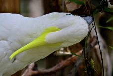 Yellow-crested Cockatoo 0288