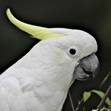 Yellow-crested Cockatoo 0296